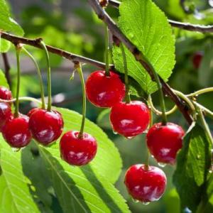 memoria plantas con frutos.