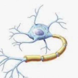 Neurona
