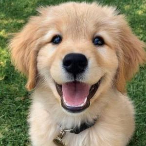 Aprendemos figuras, animales, letras y números