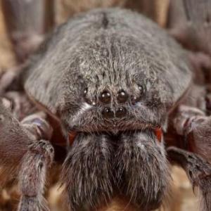 Arañas gigantes de Mónaco
