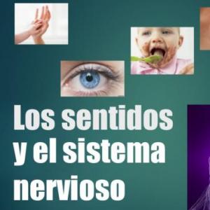 Los órganos de los sentidos: función y estructura