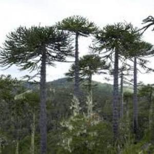 Cordillera de Nahuelbuta