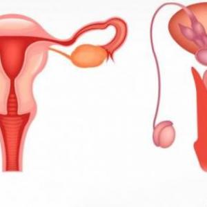 Sistema reproductor