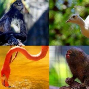 Fauna Colombiana