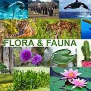 Duchazo de flora y fauna