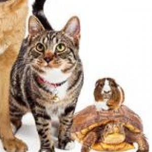 Animales