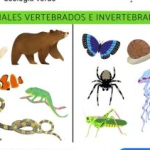 Vertebrados e invertebrados