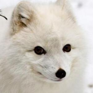 adivina los animales