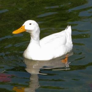 Animales de primavera