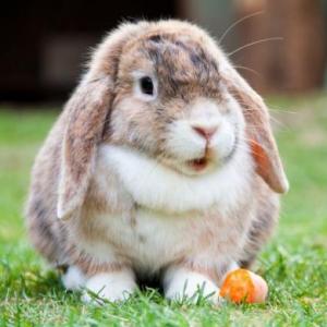 Animales de primavera