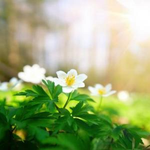 LLEGÓ LA PRIMAVERA