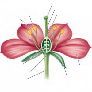 Las partes de la flor