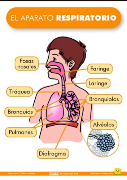Aparato respiratorio y la respiración