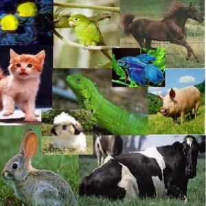 Exploramos el mundo animal