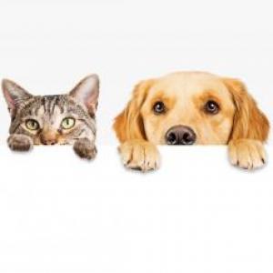 Portada del juego PETS – Idiomas