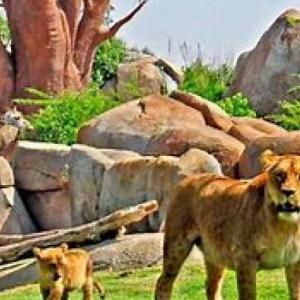 ZOOLOGICO