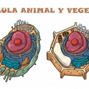 Las células y sus organelas