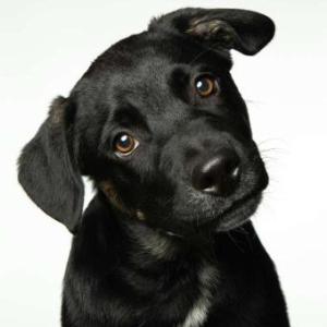 Preguntas acerca del perro