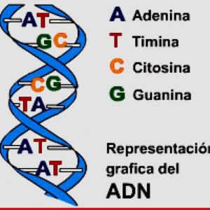 VAMOS A DIVERTIRNOS CON LA GENETICA