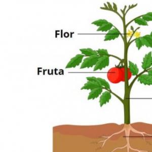 Partes de una planta