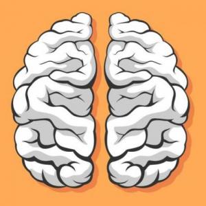 EL CEREBRO