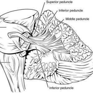 EL CEREBELO