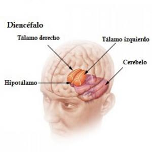 DIENCÉFALO