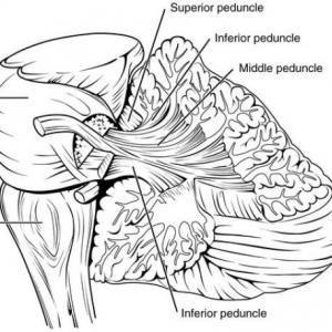 EL CEREBELO