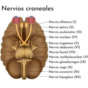 TRONCO ENCEFÁLICO