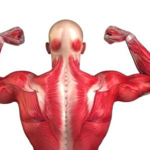 Tejido Muscular 2