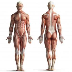 Tejido Muscular.