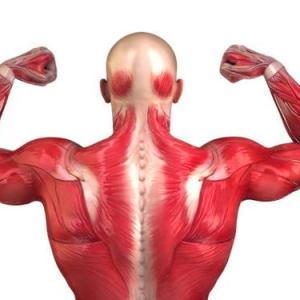 Tejido Muscular