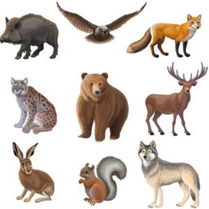 Imagen de portada del videojuego educativo: ANIMALES MAMÍFEROS , de la temática Biología