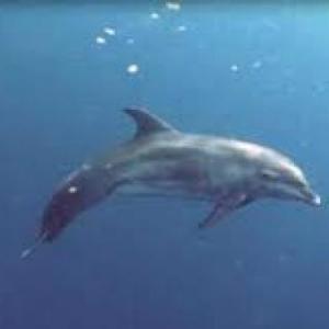 Animales