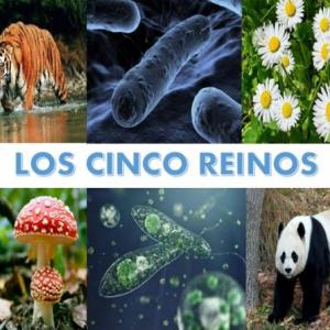 TRIVIA DE LOS 5 REINOS