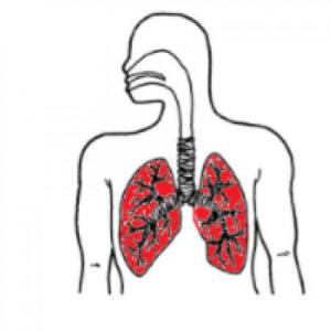 Aparato respiratorio