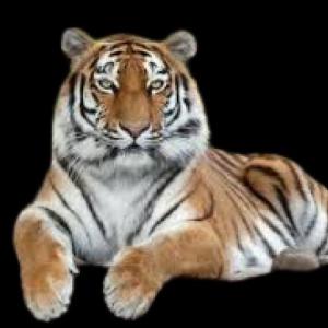 los animales domésticos