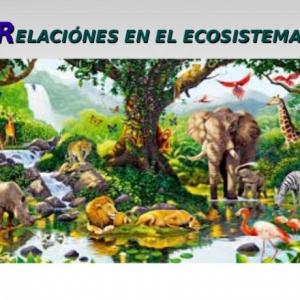 Relaciones en el ecosistema