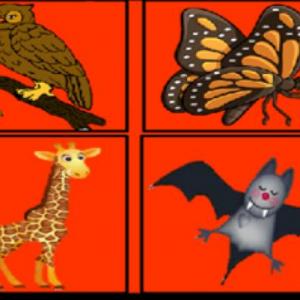 Animales diurnos y nocturnos