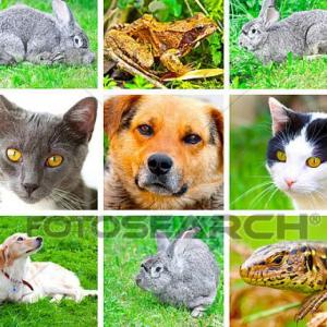 ANIMALS GAME