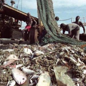 Portada del juego Illegal fishing – Idiomas