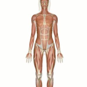 Muscular System