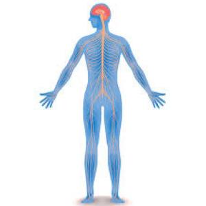 Nervous System