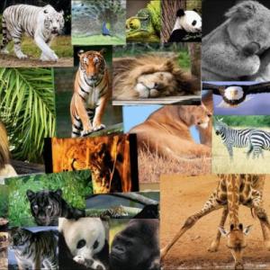 Animales
