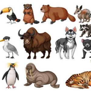 Animales