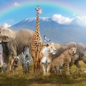 Animals