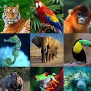 ANIMALES