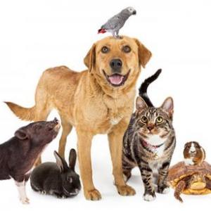 Agrupar Animales