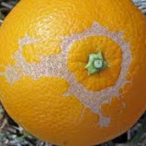 Les plagues dels cítrics