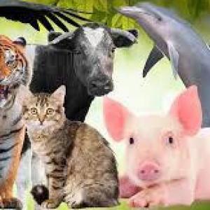 ANIMALES